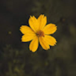 Meet your Posher, Janaya